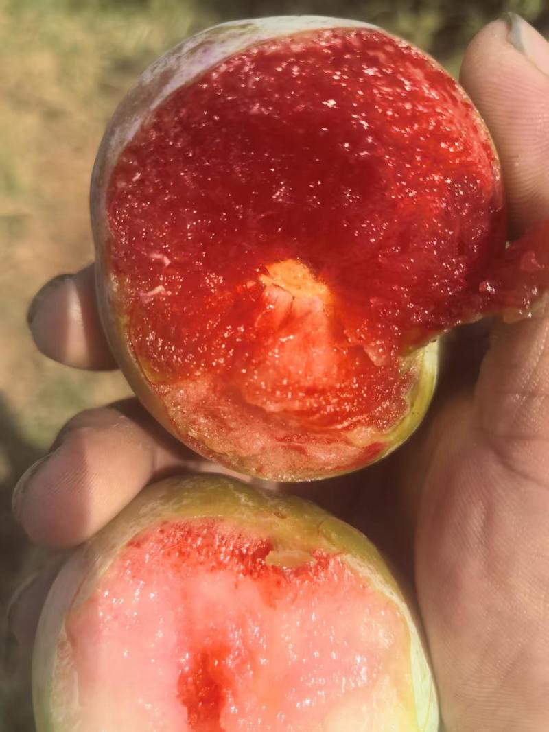 红心李，芙蓉李，脆甜多汁，产地直销，量大。欢迎大家光临。