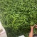 鲜辣椒高山辣椒罗线23078号就55号辣椒