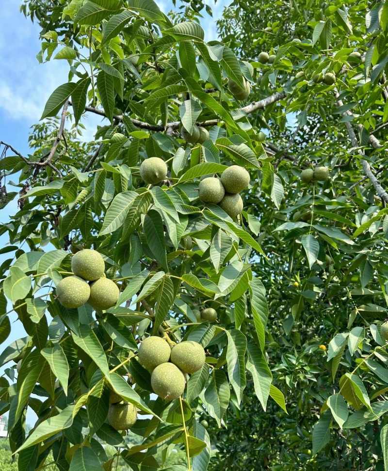 纸皮鲜核桃、青皮核桃、青仁核桃、老树山、绵仁核桃量大从优