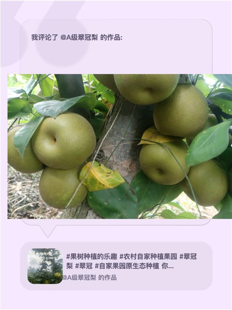 口感包甜。皮薄汁多，口感好。