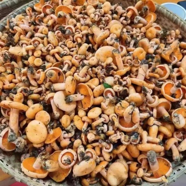 新鲜寒菌等各种菌子