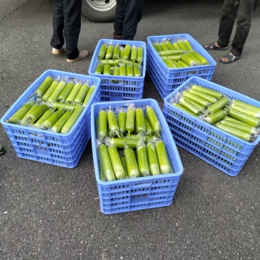 白玉丝瓜