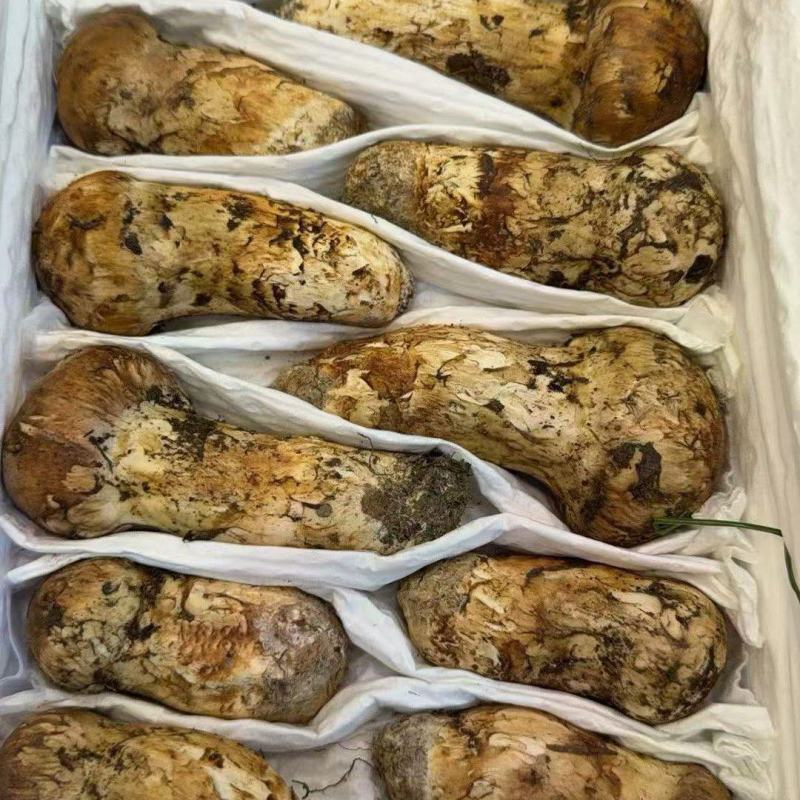 2026年新鲜松茸四川阿坝甘孜小金松茸出口级品质预售订购