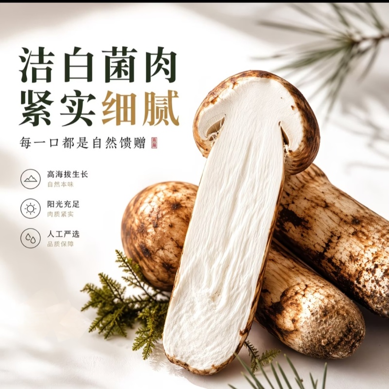 2026年新鲜松茸四川阿坝甘孜小金松茸出口级品质预售订购