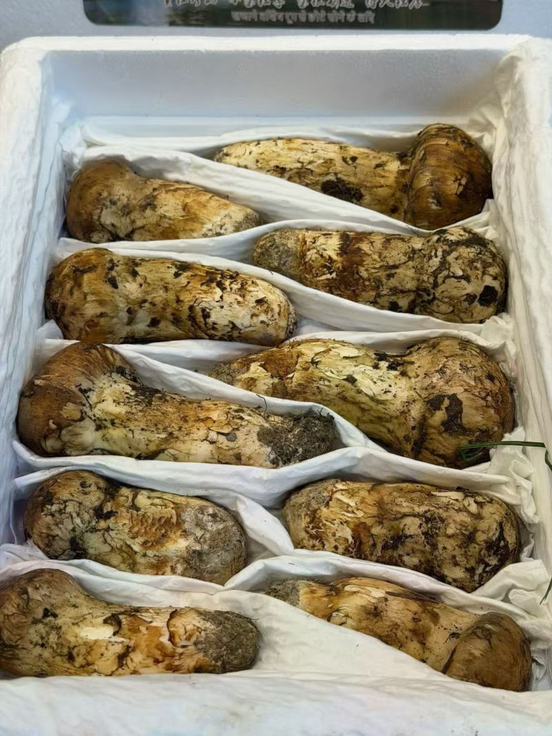 2026年新鲜松茸四川阿坝甘孜小金松茸出口级品质预售订购