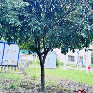 停车改造树免费挖走