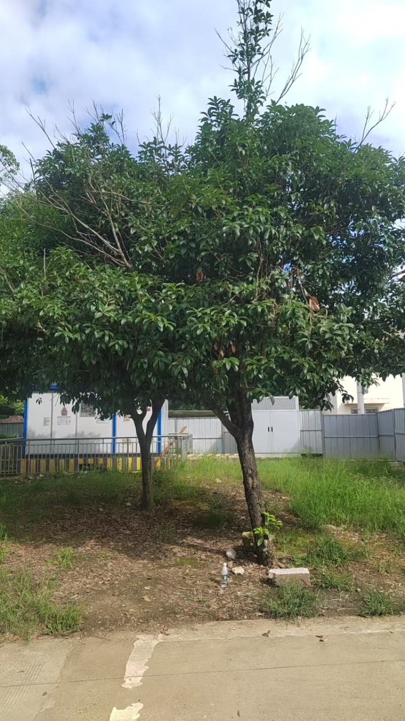 停车改造树免费挖走