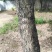 停车改造树免费挖走