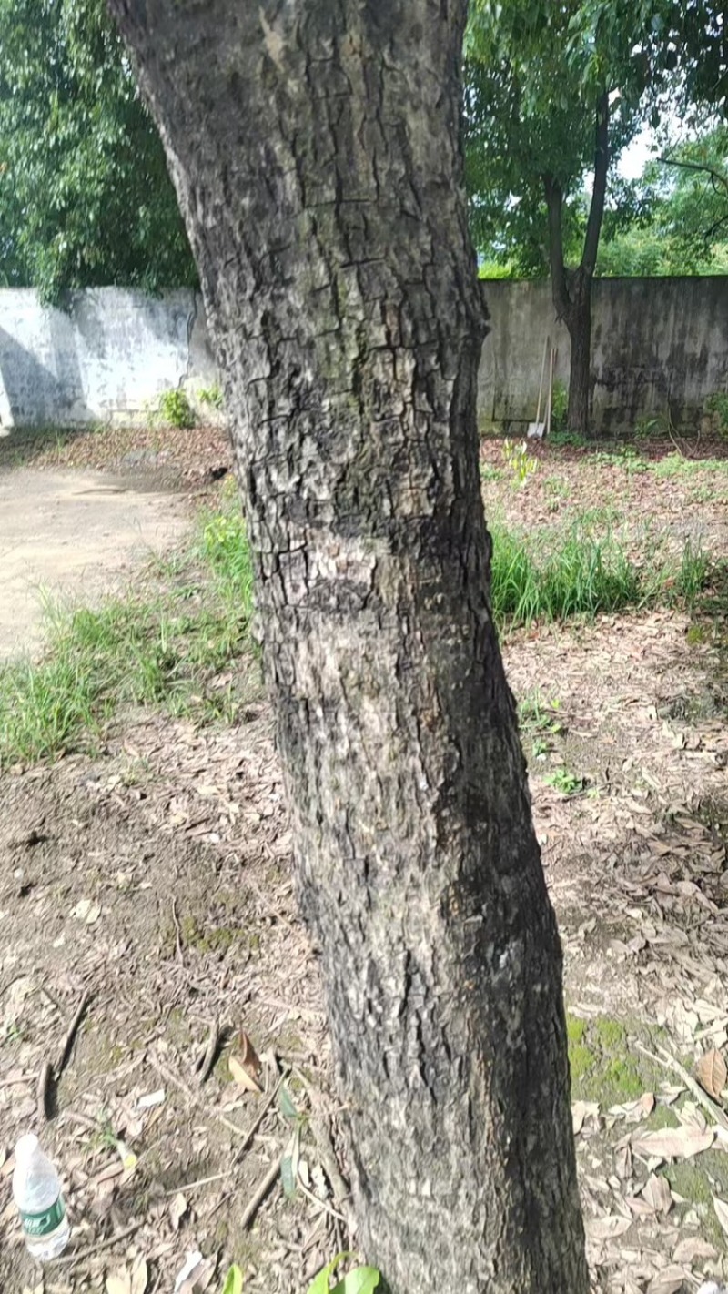 停车改造树免费挖走