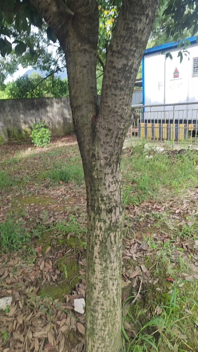 停车改造树免费挖走