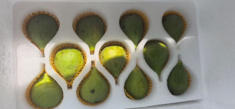 威海青皮无花果批发代发