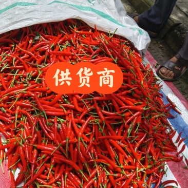 贵州高山小米椒