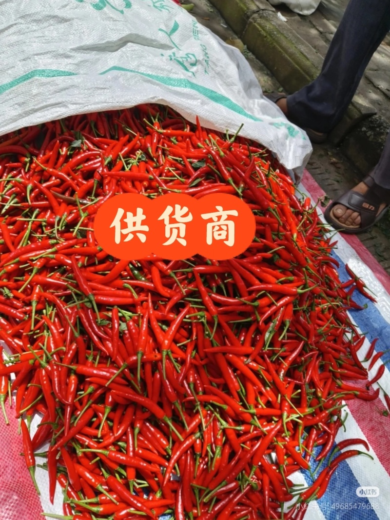 贵州高山小米椒