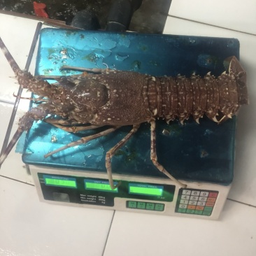 西非毛里塔尼亚玫瑰龙虾