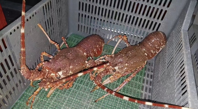 西非毛里塔尼亚玫瑰龙虾