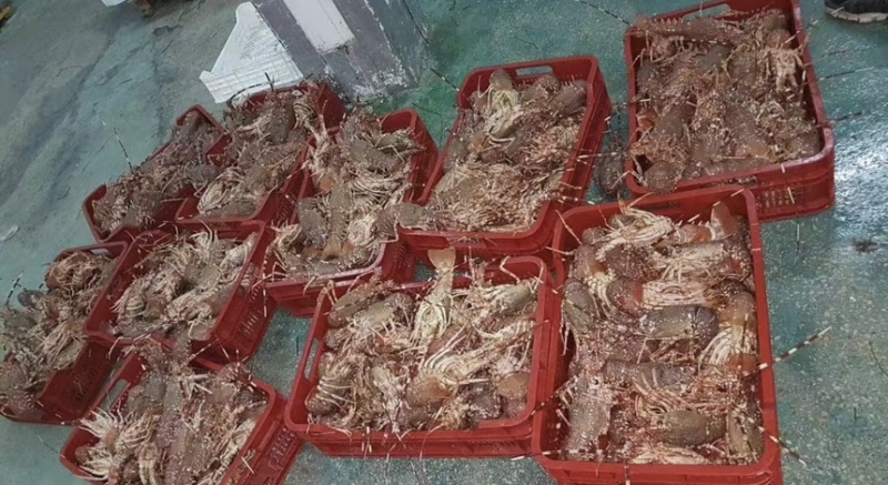 西非毛里塔尼亚玫瑰龙虾