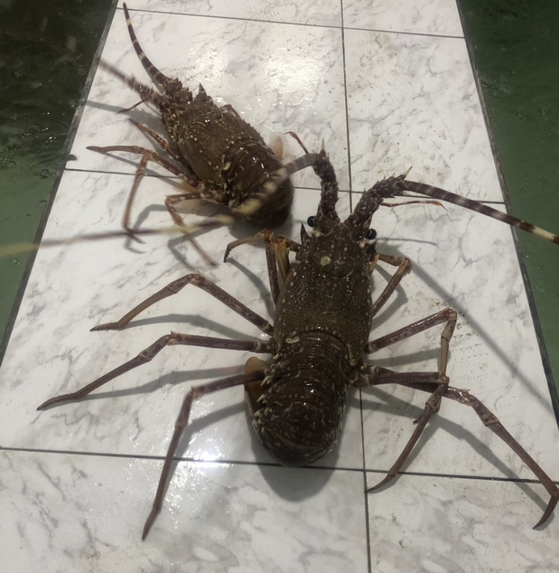 西非毛里塔尼亚玫瑰龙虾