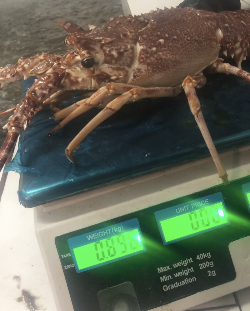 西非毛里塔尼亚玫瑰龙虾