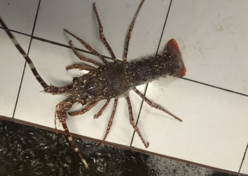 西非毛里塔尼亚玫瑰龙虾