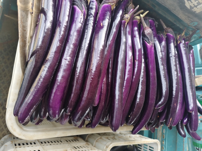 茄子烧烤茄子黑宝青芭茄子红金刚产地直发绿芭茄子