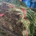 河北石家庄头茬韭菜产地一手货源量大价优欢迎随时联系