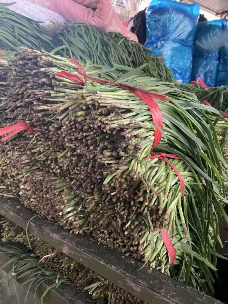 河北石家庄头茬韭菜产地一手货源量大价优欢迎随时联系