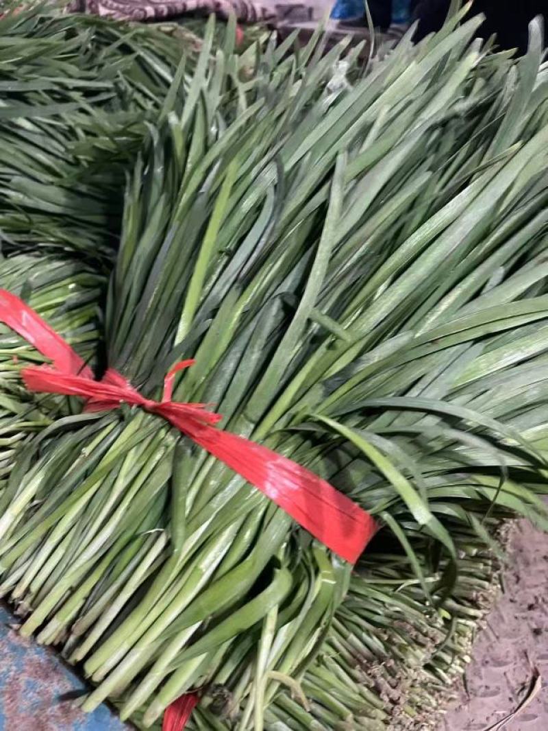 河北石家庄头茬韭菜产地一手货源量大价优欢迎随时联系