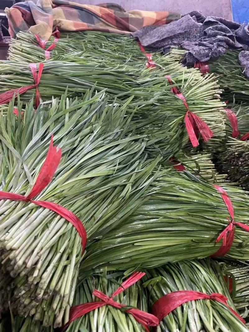 河北石家庄头茬韭菜产地一手货源量大价优欢迎随时联系