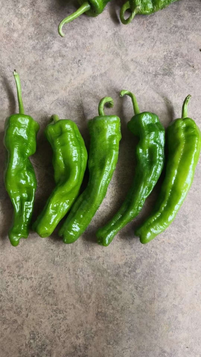 巨无霸辣椒肉厚微辣基地直供全国批发量大价优