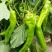 巨无霸辣椒肉厚微辣基地直供全国批发量大价优