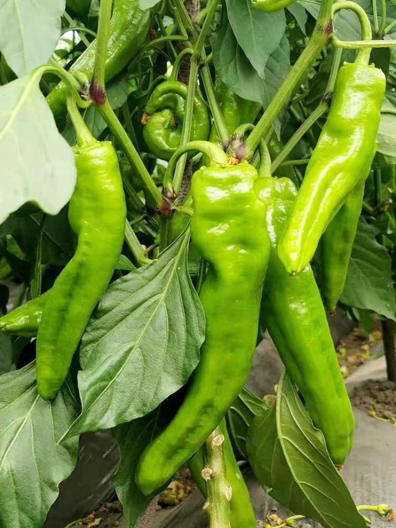 巨无霸辣椒肉厚微辣基地直供全国批发量大价优