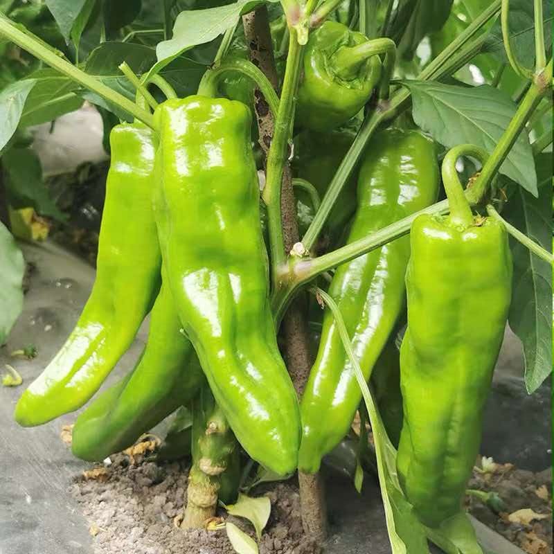 巨无霸辣椒肉厚微辣基地直供全国批发量大价优