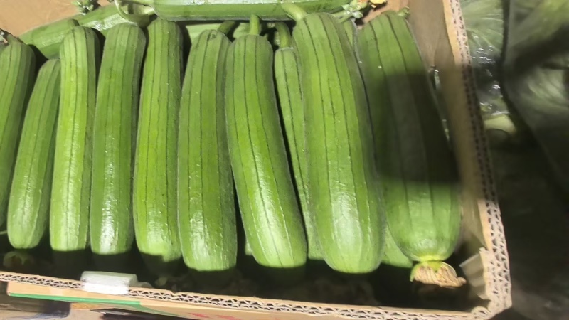 油皮丝瓜香丝瓜肉丝瓜