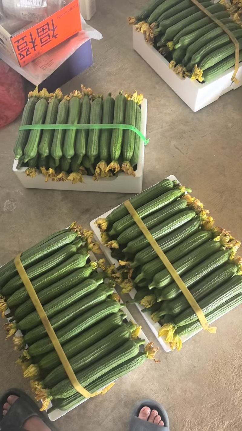 油皮丝瓜香丝瓜肉丝瓜