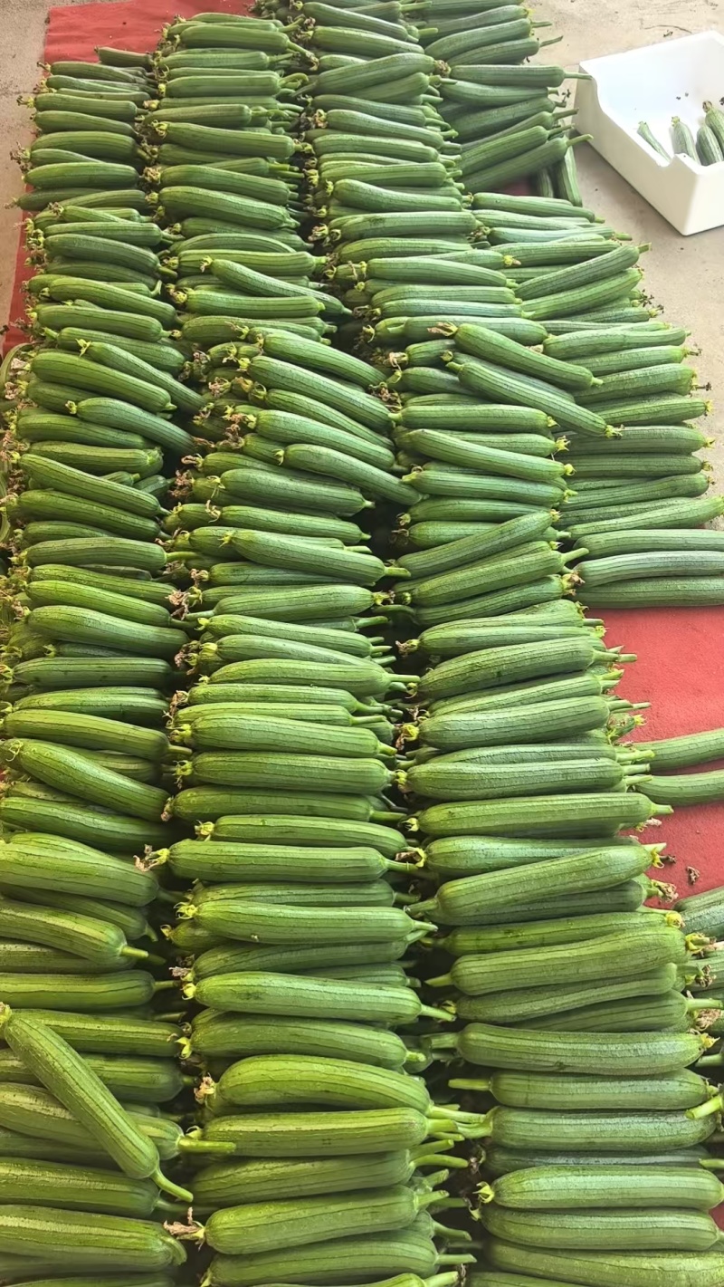 油皮丝瓜香丝瓜肉丝瓜