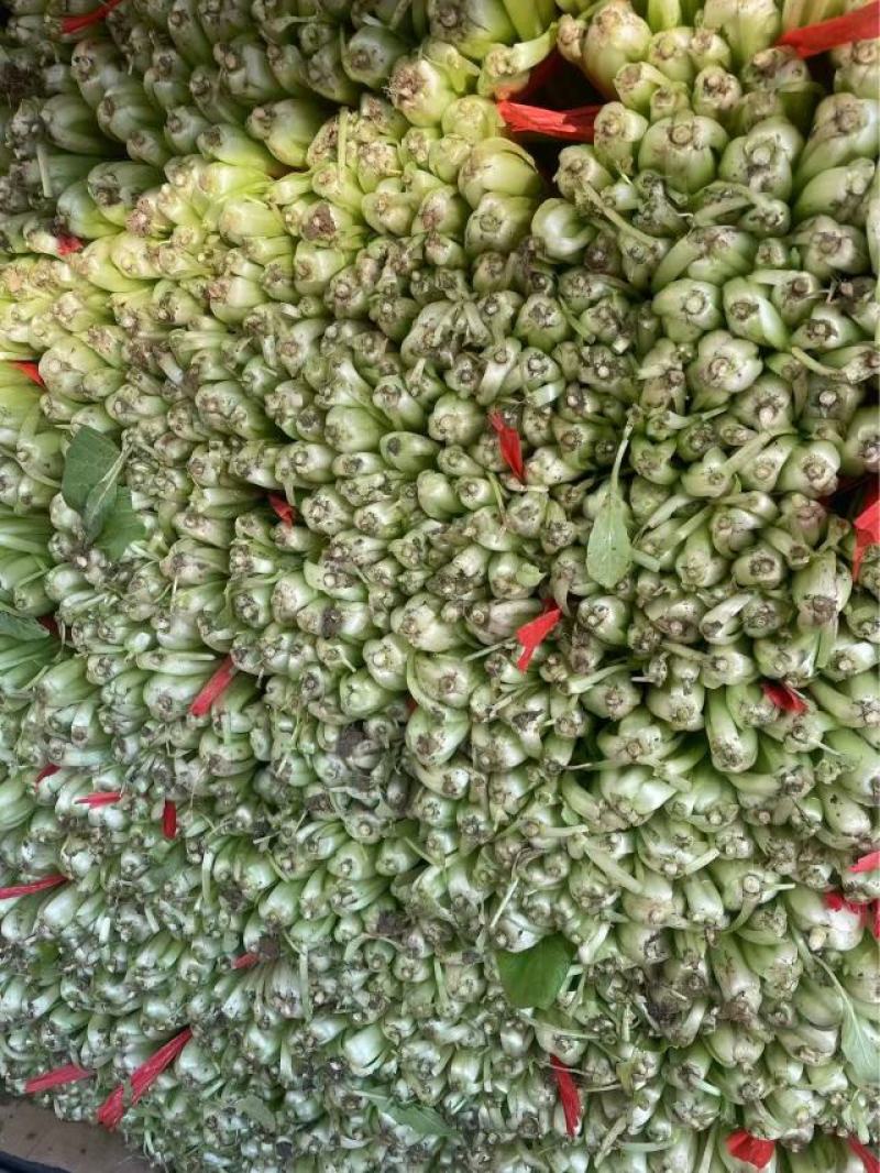 河北精品小白菜产地直发一手货源全国发货欢迎随时看货