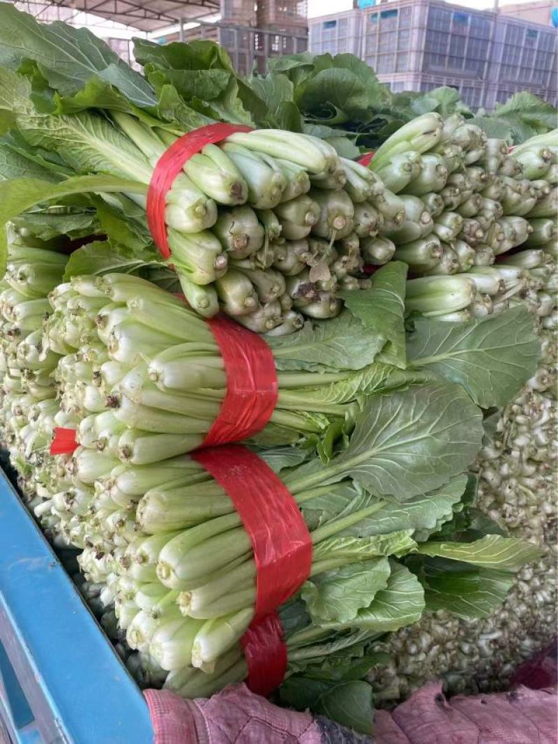河北精品小白菜产地直发一手货源全国发货欢迎随时看货