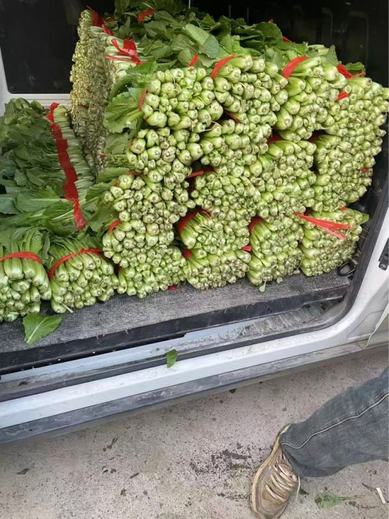 河北精品小白菜产地直发一手货源全国发货欢迎随时看货