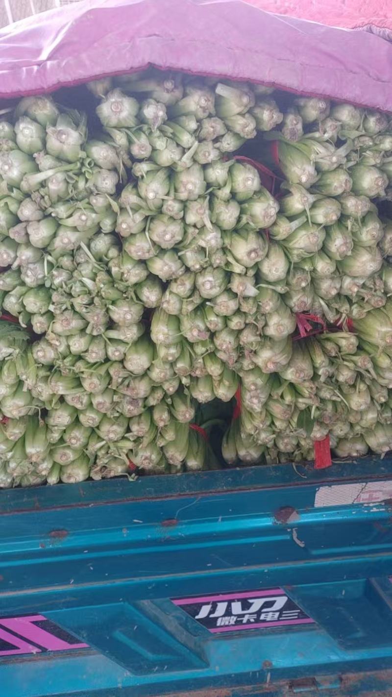 河北精品小白菜产地直发一手货源全国发货欢迎随时看货