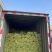 河北精品小白菜产地直发一手货源全国发货欢迎随时看货