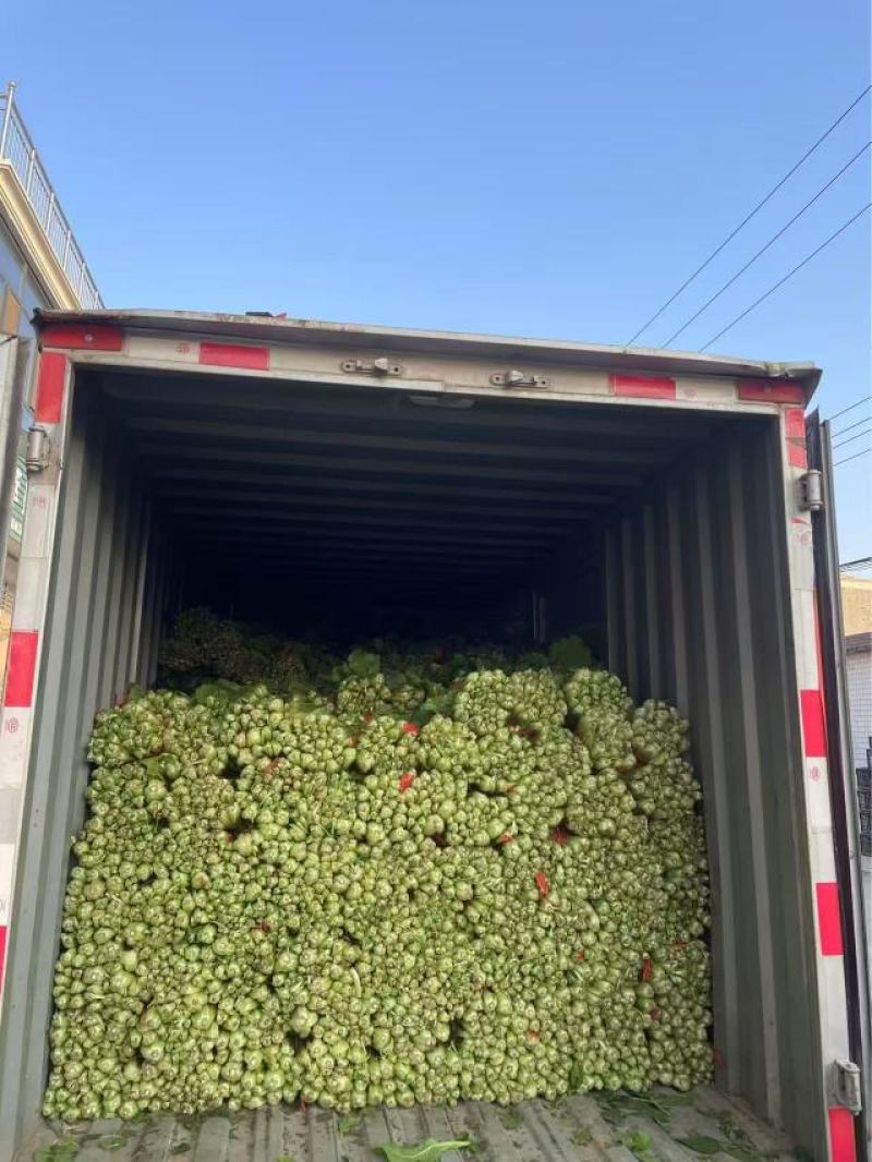 河北精品小白菜产地直发一手货源全国发货欢迎随时看货