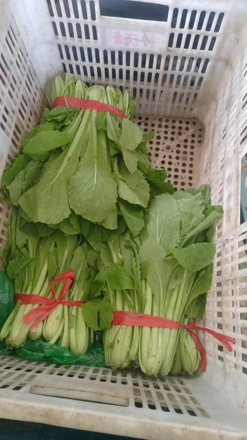 河北精品小白菜产地直发一手货源全国发货欢迎随时看货