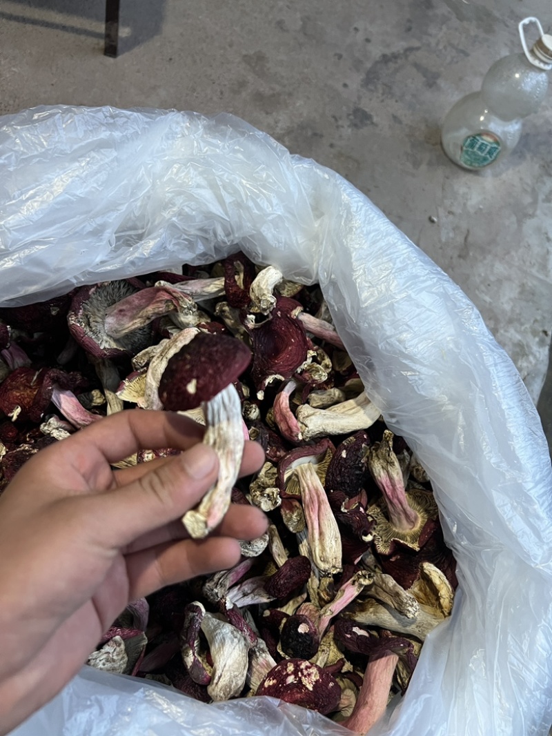 红菌