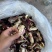 红菌