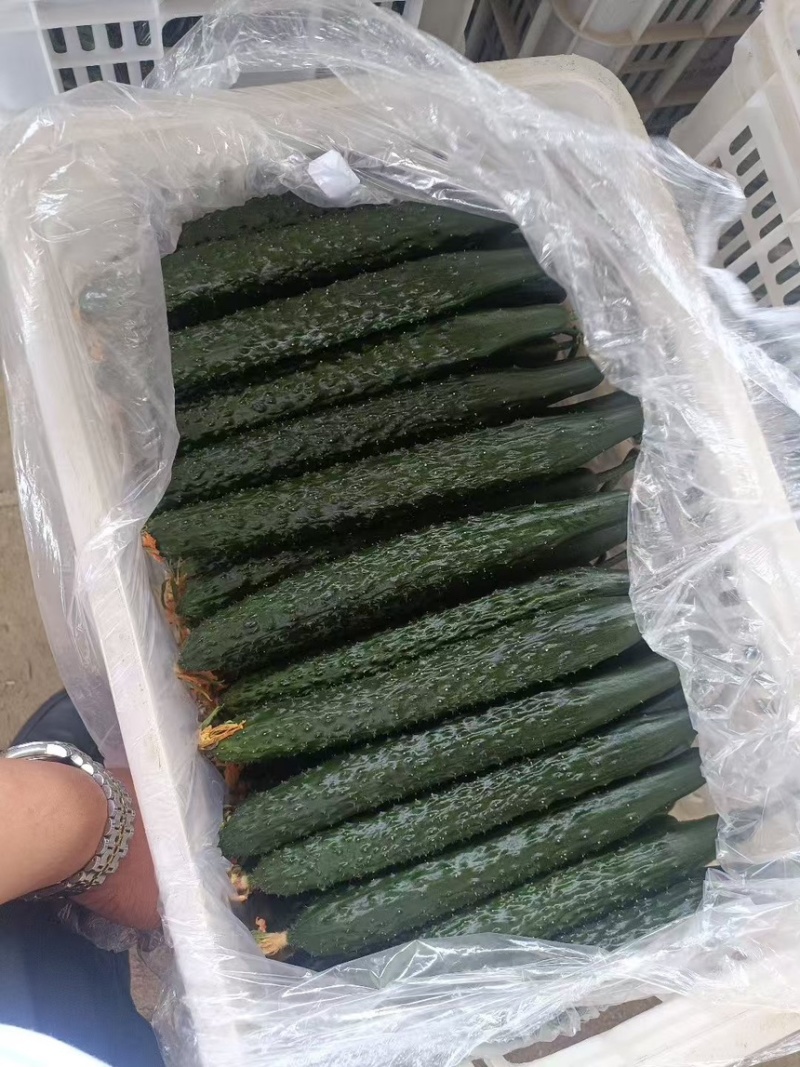 密刺黄瓜