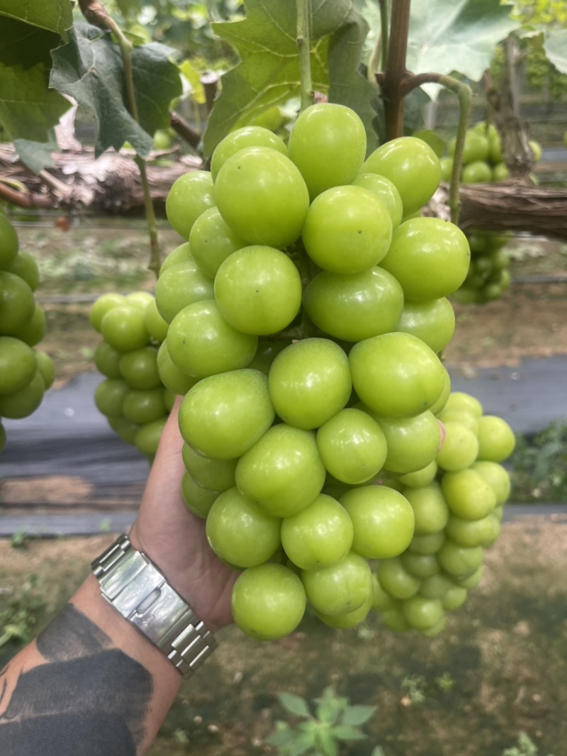 新沂阳光玫瑰口感香甜低糖15+货量充足产地直销