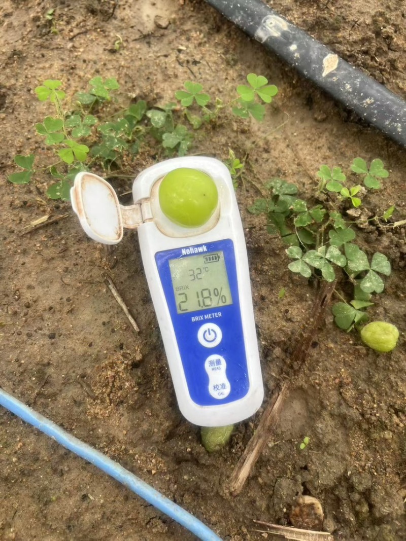 新沂阳光玫瑰口感香甜低糖15+货量充足产地直销