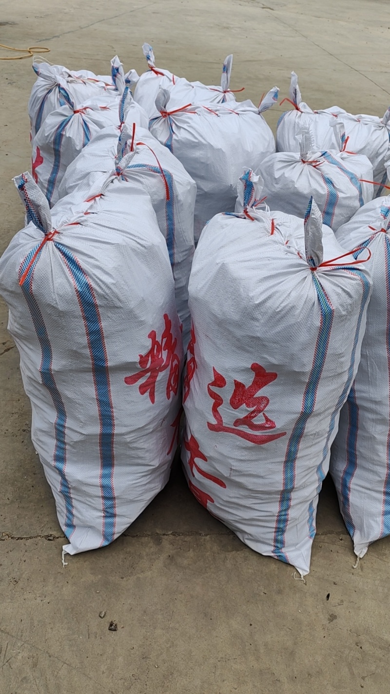 头茬精品毛木耳