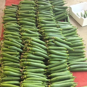 精品油皮丝瓜，