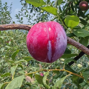 【金丝锁】全国发货金丝锁李子肉质李糖度高可视频看货